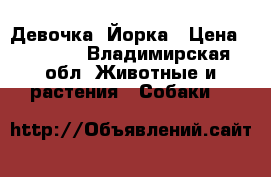 Девочка  Йорка › Цена ­ 1 000 - Владимирская обл. Животные и растения » Собаки   